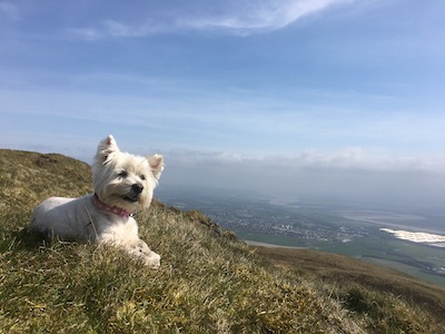 Casper AKA Superdog