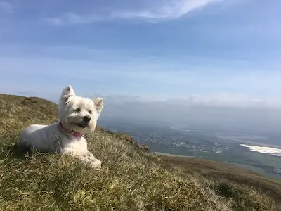 Casper-AKA-Superdog, a west highland terrier, a small white dog, sitting on a hill on a sunny day