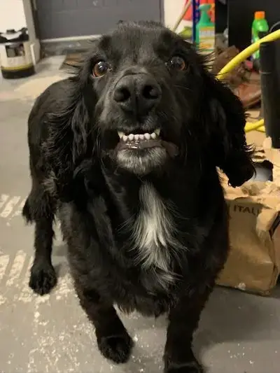 Paul Connelly's dog encourages you to donate to the CSS Ukraine fundraiser! - Small black dog with brown eyes and white chest markings