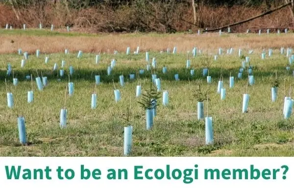 tree planting - Connelly Group Holdings joins Ecologi